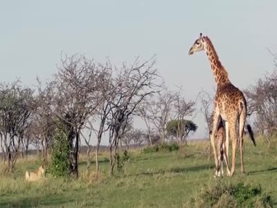 Отважная самка жирафа защищает потомство от львов (5.6 мб)
