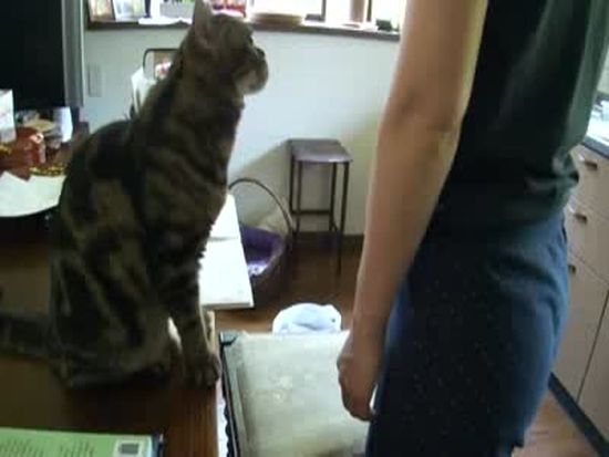 Погладь кота