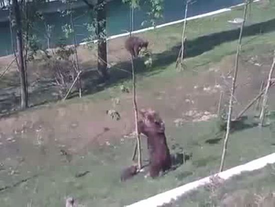 Медведица снимает медвежонка с дерева