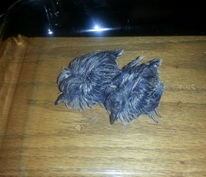 Птенцы, выпавшие из гнезда во время шторма (10 фото)