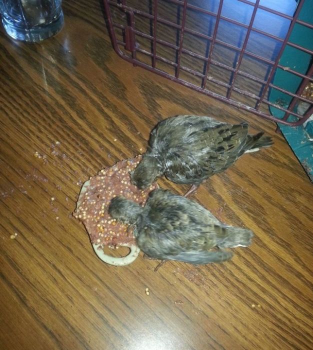 Птенцы, выпавшие из гнезда во время шторма (10 фото)