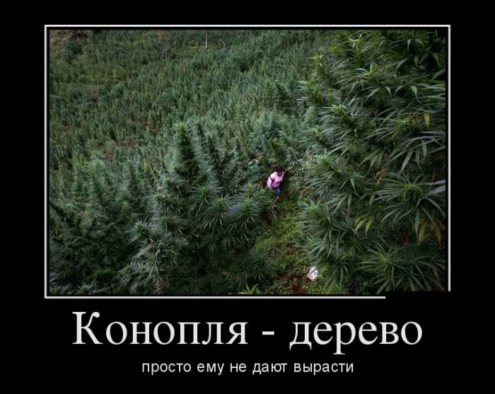 Демотиваторы (30 фото)