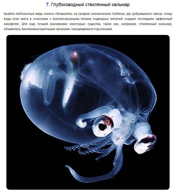 Странные и необычные обитатели подводного мира (10 фото)