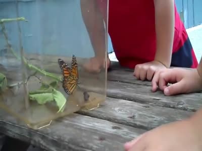 Главное - не трогай бабочку за крылья! (4.6 мб)