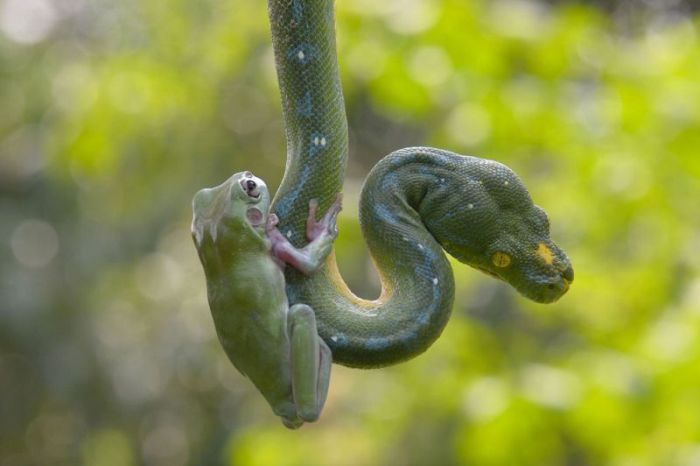 Лягушка и змея (7 фото)