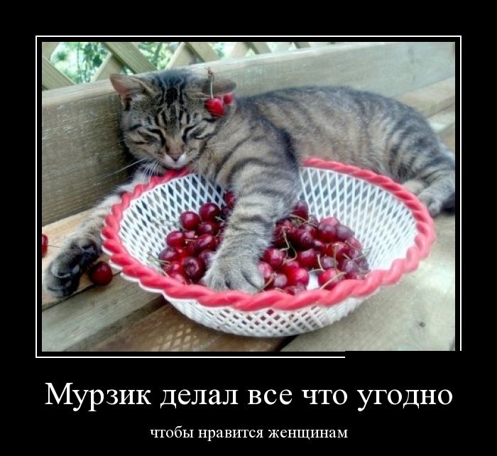 Демотиваторы (30 фото)