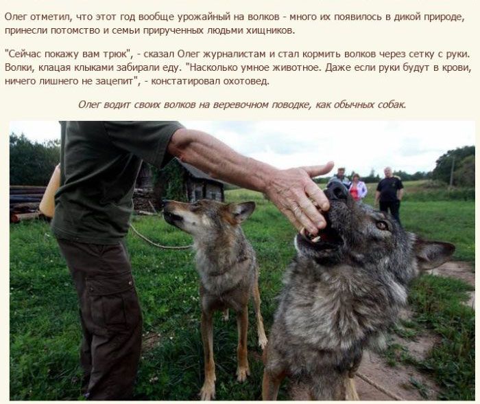 Семья белорусских фермеров вырастила стаю волков (12 фото)
