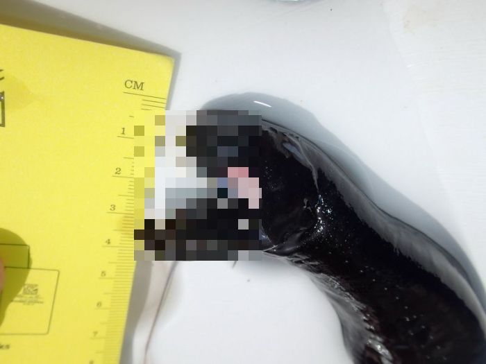 Странное создание, выловленное океанологами из воды (5 фото)