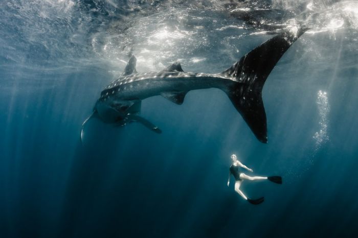 Удивительная фотосессия с китовыми акулами (21 фото)