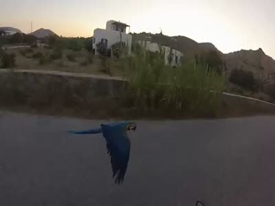 Попугай летит рядом с мотоциклом своего хозяина (7.7 мб)
