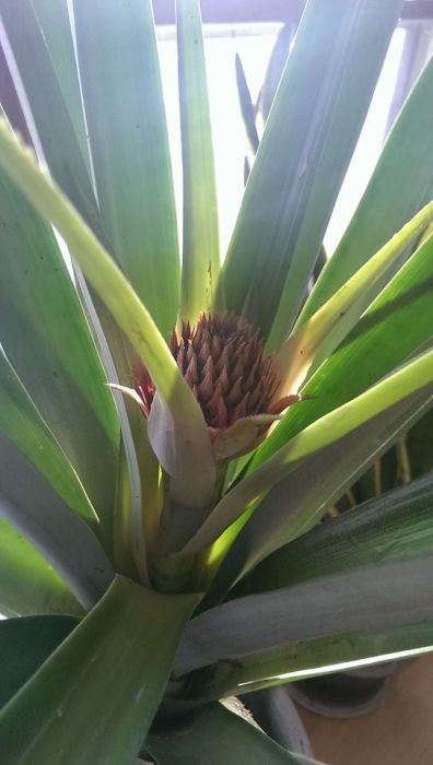 Что будет, если посадить в землю купленный в магазине ананас (20 фото)