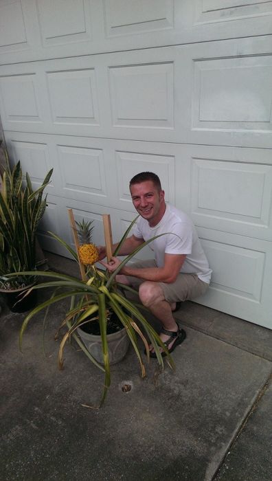 Что будет, если посадить в землю купленный в магазине ананас (20 фото)