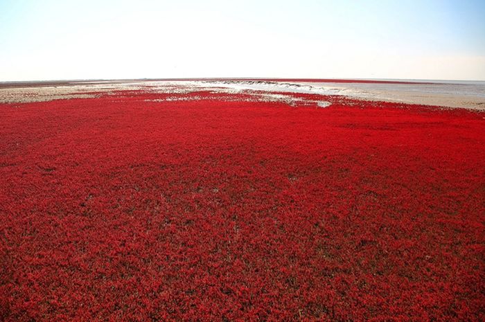 Необычный "Красный пляж" в Китае (10 фото)