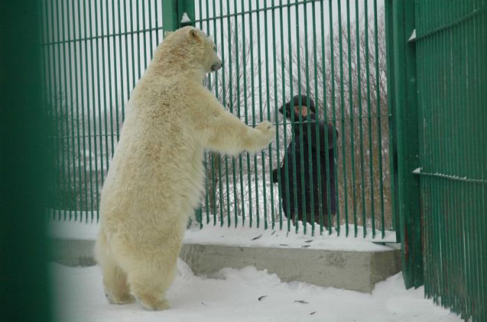 Спасение медвежонка, оставшегося без матери (13 фото)