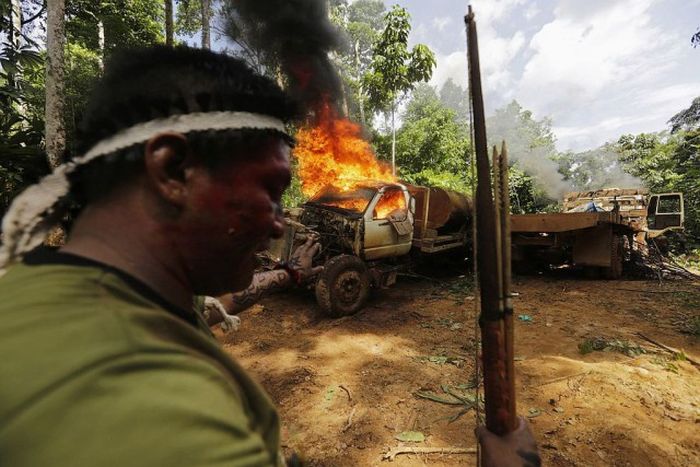 Коренные жители Амазонки борются с лесорубами (20 фото)