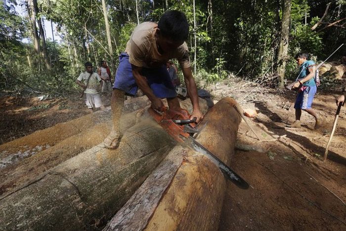 Коренные жители Амазонки борются с лесорубами (20 фото)