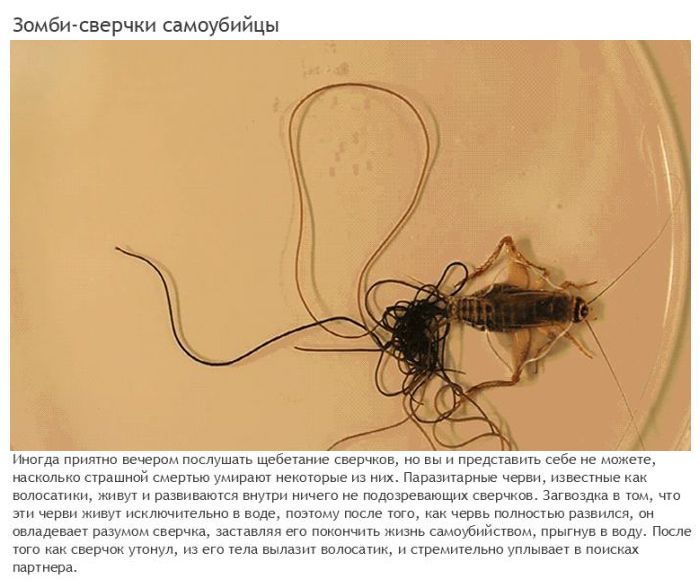 Жуткие паразиты, превращающие свою жертву в зомби (12 фото)