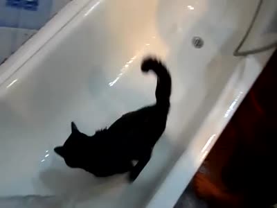 Котейка под душем ломает систему (9.3 мб)