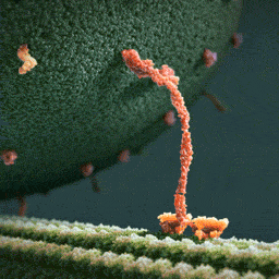 Что происходит с белком внутри живой клетки (4 фото)