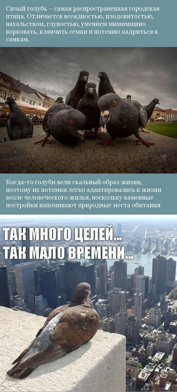 Прикольная орнитология (12 фото)