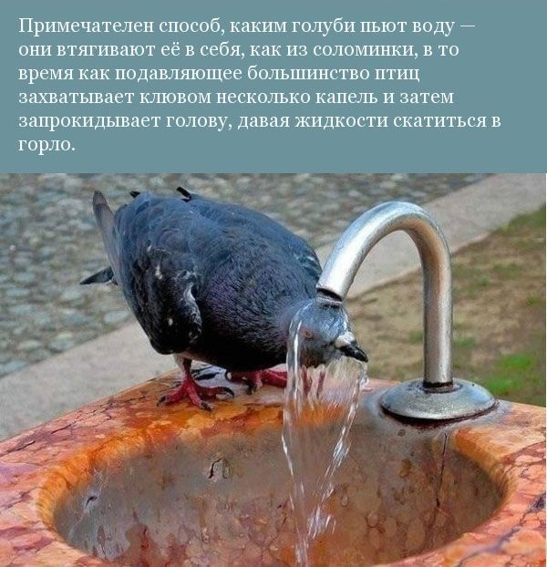 Прикольная орнитология (12 фото)