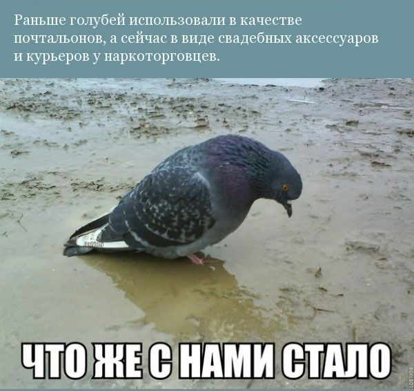 Прикольная орнитология (12 фото)