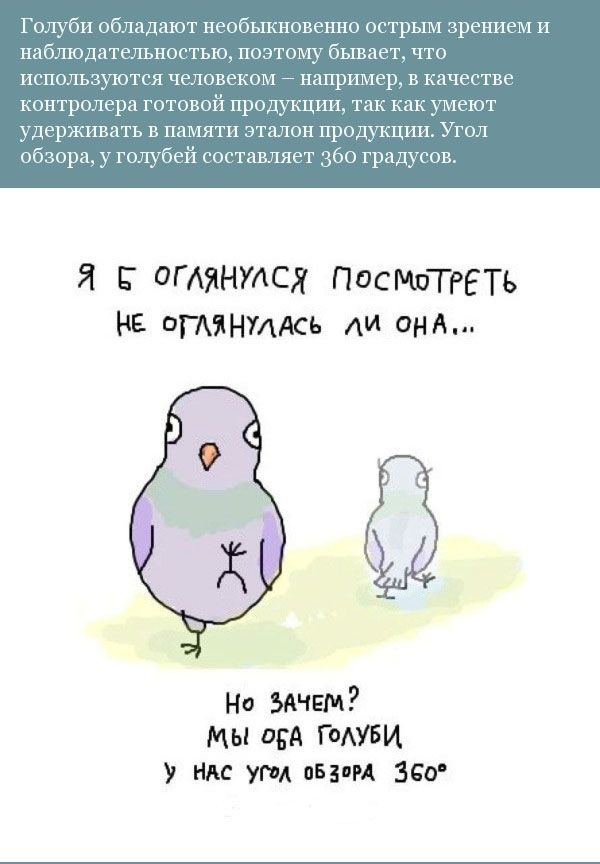 Прикольная орнитология (12 фото)