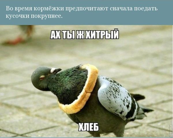 Прикольная орнитология (12 фото)
