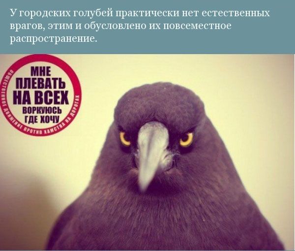 Прикольная орнитология (12 фото)