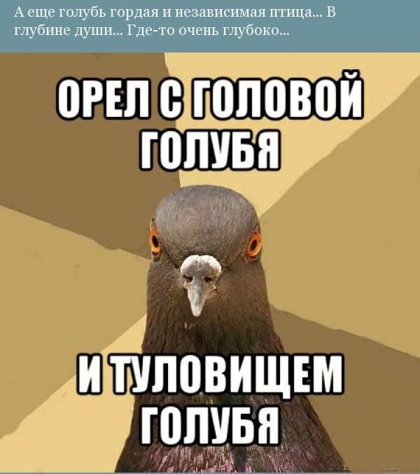 Прикольная орнитология (12 фото)
