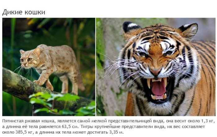 Такие разные животные одного вида (19 фото)