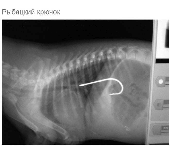 Что может оказаться в желудке собаки (19 фото)