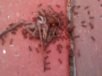 Командная работа муравьев во время транспортировки добычи (8.5 мб)