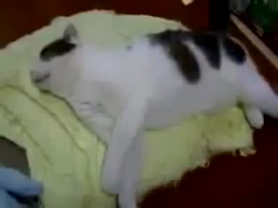Котейка убегает во сне (1.9 мб)