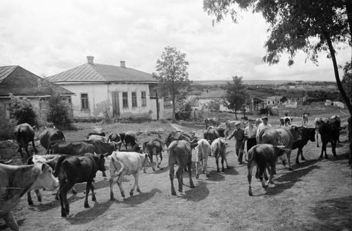 Быт украинского села начала 50-х годов (54 фото)