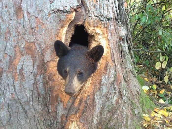 Спасение медвежат, застрявших в дереве (3 фото)