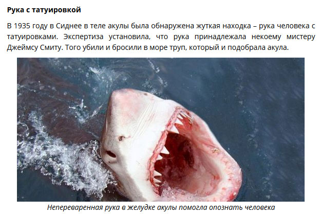 Удивительные находки в желудках акул (8 фото)