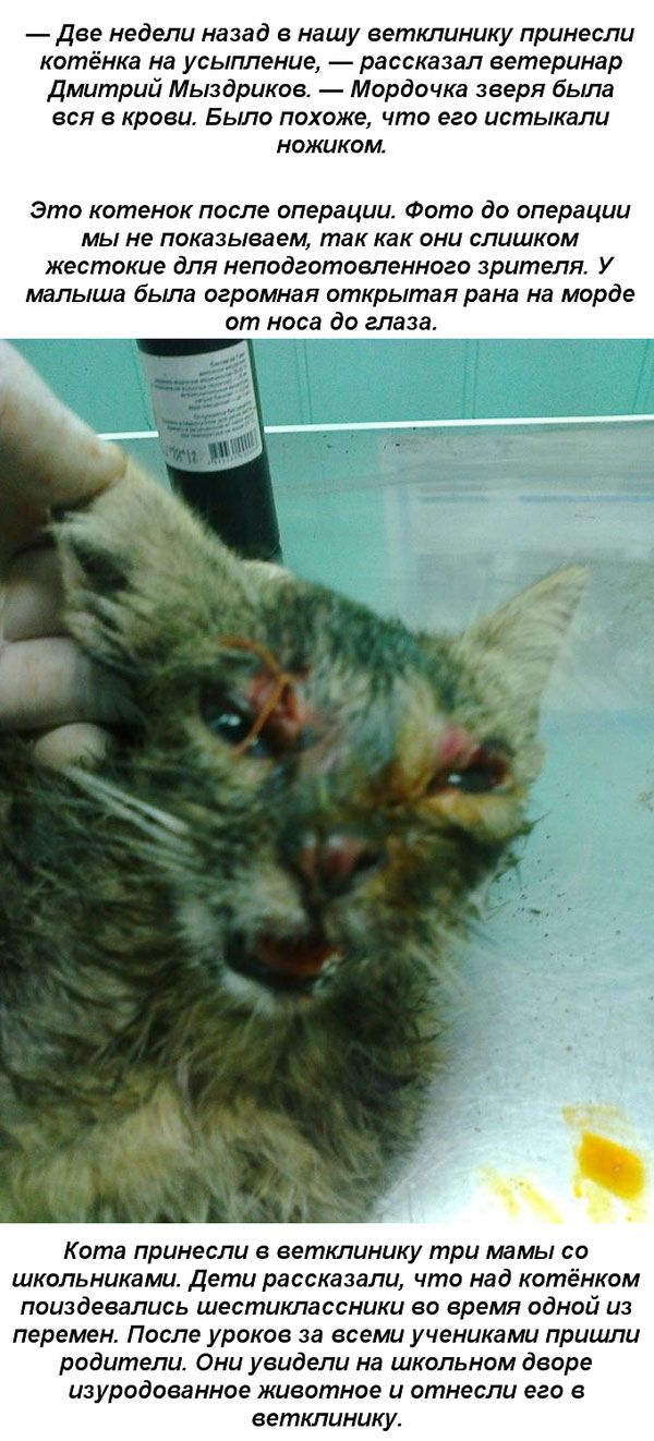 Дети спасли котенка, пострадавшего от живодеров (4 фото)