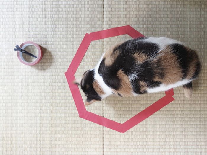 Кошка, которые любит круги (11 фото)
