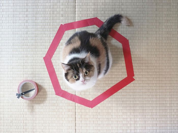Кошка, которые любит круги (11 фото)