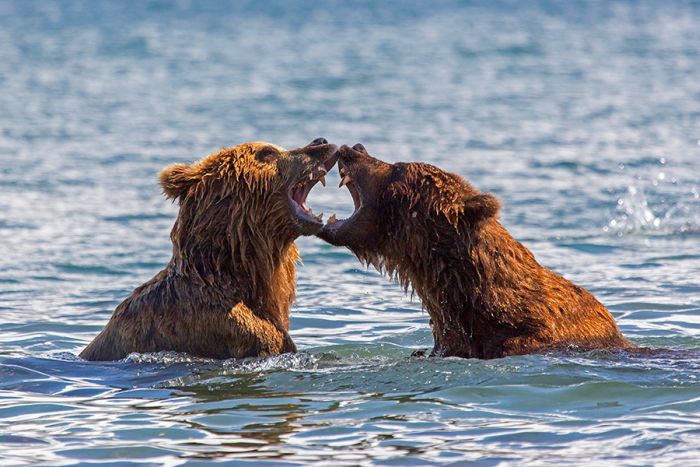 Курильское озеро - «поселок медведей» (32 фото)
