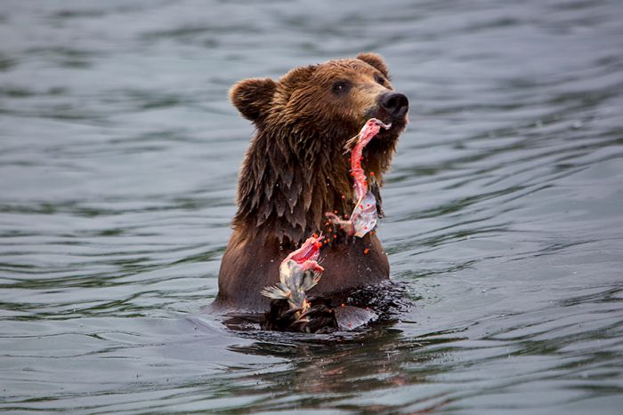 Курильское озеро - «поселок медведей» (32 фото)