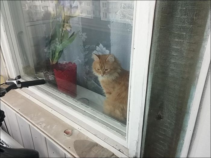 Кот закрыл своего хозяина на балконе (10 фото)