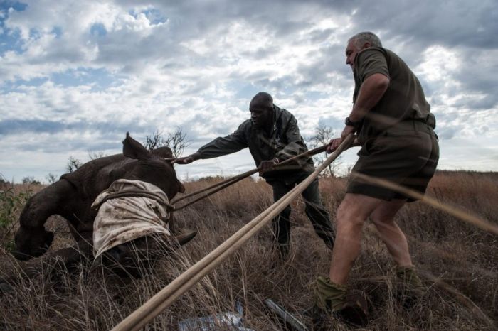 Носорогов спасли от браконьеров (15 фото)
