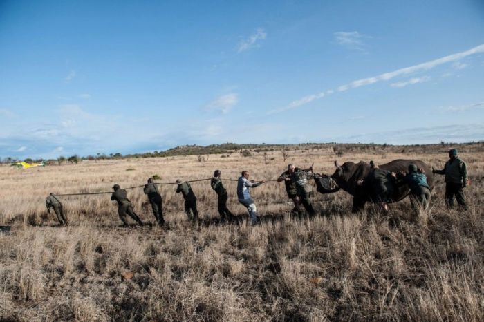 Носорогов спасли от браконьеров (15 фото)