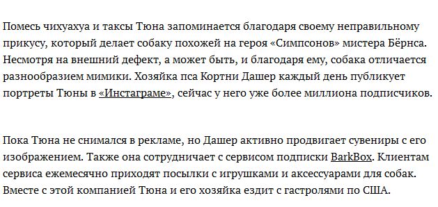 Домашние животные, и их интернет-заработок (19 фото + видео)