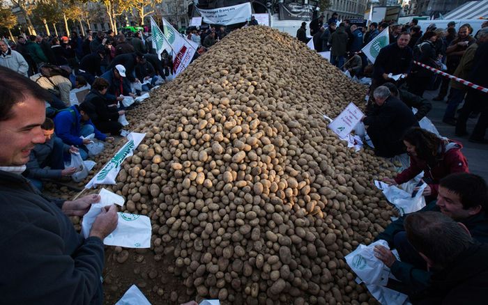 Куча картошки. Гора картошки. Картофель кучка. Очень много картошки.