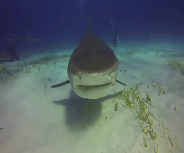 Акула атаковала камеру