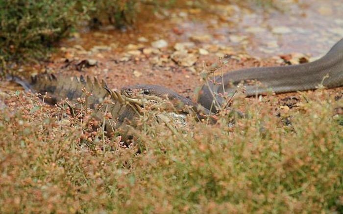 Змея пообедала крокодилом (19 фото)