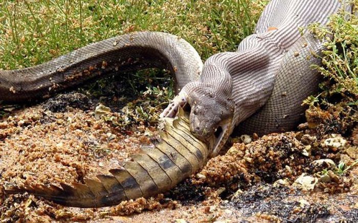 Змея пообедала крокодилом (19 фото)
